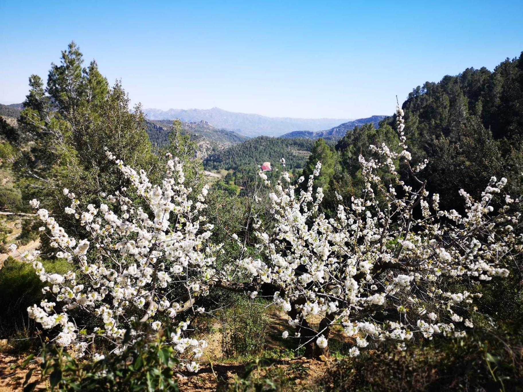 L'Antic Forn De Pauels Villa Buitenkant foto